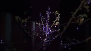 Xmas light festival viral videoyoutube [upl. by Slorac]