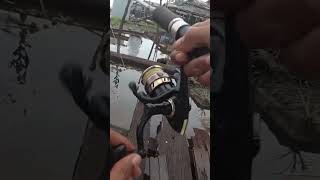 Di sini mancing ikan kelabau besar shortvideo shorts [upl. by Camarata]