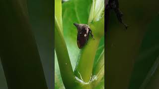 Horned Treehopper horned treehopper insects animals wildlife tropical nature smallinsect 4k [upl. by Spada]