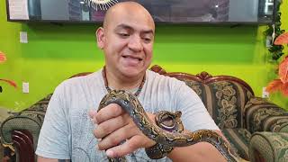 ESTA SERPIENTE MORIRÁ DE DESNUTRICIÓN Experimento mini pitón reticulado enano [upl. by Evans]