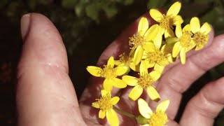 🚶‍♀️ Senecio angulatus conocido como hiedra del Cabo [upl. by Ahsatan]