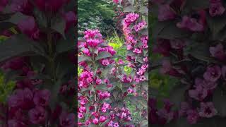 So Brilliant Weigela flowers nature garden Weigela [upl. by Gredel]