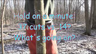 Why an angled back cut is dangerous and unecessary when hinge cutting a tree [upl. by Silirama387]