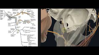 Nervio facial [upl. by Hafirahs686]