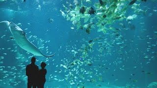 Visite à Nausicaa  Le plus grand aquarium dEurope à Boulogne sur mer [upl. by Oigile518]