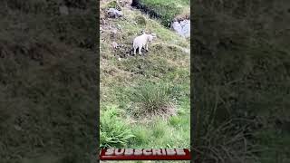 Wild Sheep and Waterfalls at Scafell Pike 🐏 scafellpike scafell lakedistrict waterfall sheep [upl. by Ephram25]