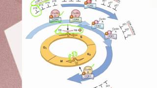 Oncogenes Molecular Basis of Neoplasia Part 2 [upl. by Schwing104]