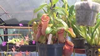 Nepenthes Carnivorous Plant The First Nepenthes I ever owned  Easy Nepenthes for beginners [upl. by Kristof]