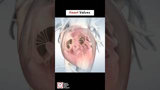 Heart Valves  Cardiology  LearnWithMusawir [upl. by Zoie602]