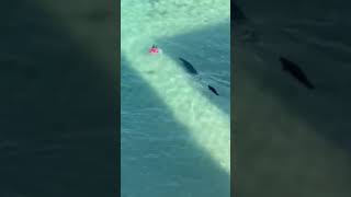 Monk Seal Protects Pup from Swimmersealnature sea [upl. by Joseito]