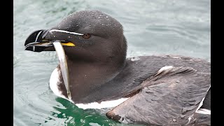 Razorbills Alca torda fishing for Sandeels Lerwick Shetland [upl. by Ocsinarf456]