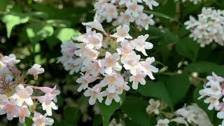 Linnaea amabilis  beauty bush [upl. by Sharline]