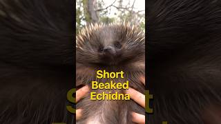 Echidnas have the OG frosted tips echidna [upl. by Yroffej]