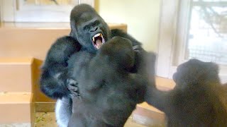 Gorilla Big Fight Silverback Is Angry Toward His Son  The Shabani Group [upl. by Krenek]