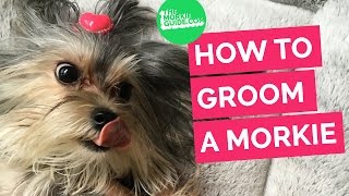 How To Groom A MORKIE Dog [upl. by Dibrin]