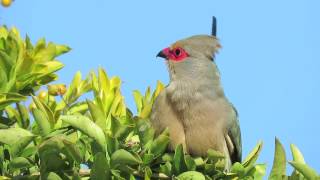 Redfaced Mousebirds beautiful call [upl. by Olag]