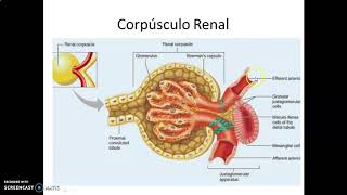 2 Nefrona corpúsculo renal y barrera de filtración [upl. by Forta]