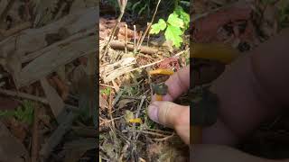 Jelly baby mushrooms Leotia viscosa [upl. by Shyamal]