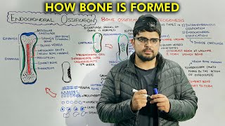 Bone Formation Endochondral Bone Ossification Part 2 [upl. by Yreved]