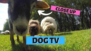 DOG ENTERTAINMENT VIDEO  Close Up Curious Sheeps amp Lambs [upl. by Tess]