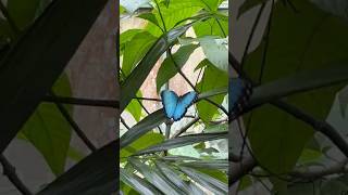 Uvita Waterfall and Butterfly Garden costaricapuravida costarica butterfly butterflies [upl. by Eyot]