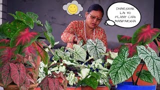 Caladium Plant Care I Caladium Plant Varieties I Nepali Garden [upl. by Chita]