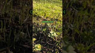 Grass Seed Germination on Renovation Lawn [upl. by Spiegelman]