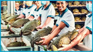 Frogs Farm  How China Farmer Raised Millions Frogs For Meat  Frog Processing in Factory [upl. by Aulea]