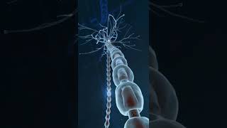 Synaptic transmission animation  Neuron Synapses In Our Brain shorts [upl. by Azer386]