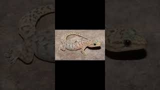 RingNecked Spitting Cobra and Amatola Rock Gecko [upl. by Eihtak89]