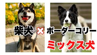 柴犬とボーダーコリー、どっちに似る？【柴犬ボーダーコリーMIX】 [upl. by Beitris]