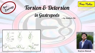 Torsion in Gastropoda  Bsc  Free PDF notes  by Viologia EXtrema [upl. by Raffin]