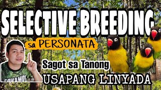 SELECTIVE BREEDING SA PERSONATA  Usapang Linyada [upl. by Aihsinyt]