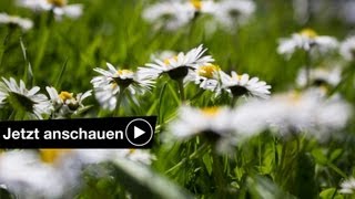 FOTOGRAFIEREN IM FRÜHLING TUTORIAL  TIPPS amp TRICKS [upl. by Itteb]