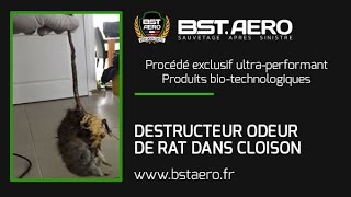 Destructeur dodeurs de rats dans murs cloisons [upl. by Reagan]