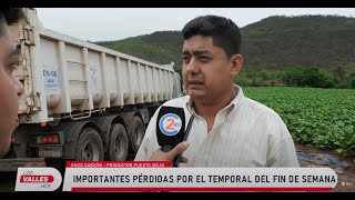 Puesto Viejo las lluvias provocaron cuantiosas pérdidas a productores tabacaleros [upl. by Frank829]