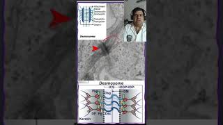 🔬 Desmosomas Uniones intercelulares tejidos animales🔬 [upl. by Wesa]