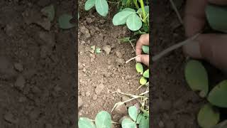 Pegging stage in groundnut  pod formation in groundnut agri groundnut agriculture farming [upl. by Nylarak]