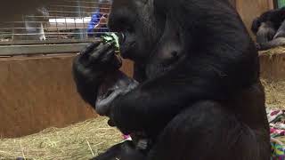 BRoll Western lowland gorilla Calaya giving birth [upl. by Bastian]