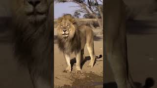 Who has the Bigger Bite lion tiger kingofthejungle short animal facts lafpack [upl. by Suhpoelc]