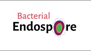 Structure of Bacteria  Part 9  Endospore [upl. by Ille]