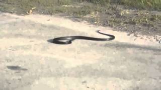 SERPIENTE SE SUICIDA MORDIÉNDOSE ELLA MISMA snake [upl. by Resiak]