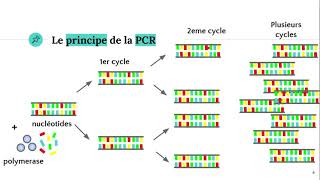 La technique PCR Polymerase Chain Reaction ðŸ§ª [upl. by Zosema]