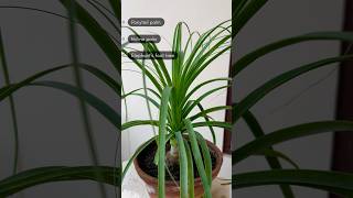 Ponytail Palm  Nolina Palm  Elephant Foot Palm  Evergreen House Plant shorts ytshorts plants [upl. by Ahsinar274]