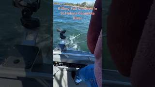 Fall Chinook 2024 fishing columbiariver outdoors salmon [upl. by Yeldua]