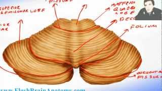 Cerebellar cortex anatomy cerebellum movement [upl. by Cataldo977]