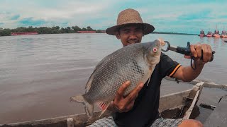 Terbaru Rekor 2023 Mancing ikan kelabau besar di sungai mentaya kalimantan‼️😱😱 [upl. by Lou397]