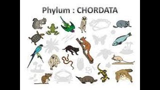 Phylum Chordata and its classification [upl. by Hoon333]