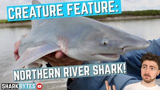 Creature Feature Northern River Shark [upl. by Tewell]