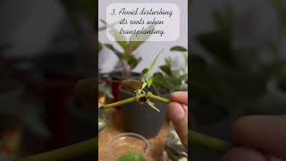 Easy Tips for WaterRooted Plant Transplantation🌱transplantswaterpropagationshortsyoutubeshorts [upl. by Aihsemot]